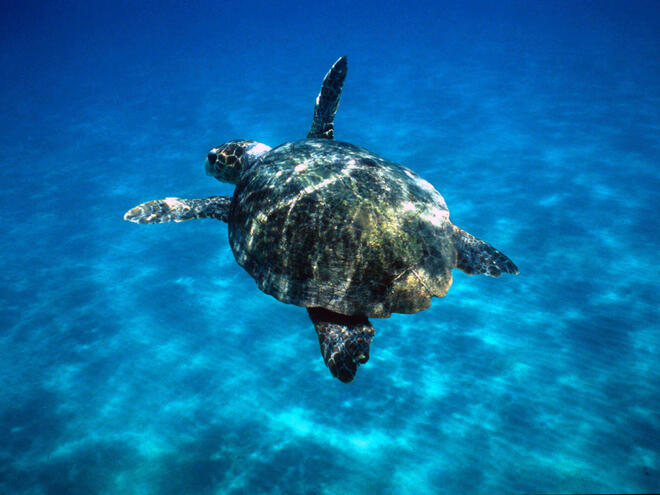 Sea Turtle